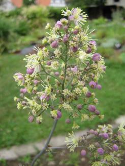 Thalictrum rochebrunnianum 'Elin'