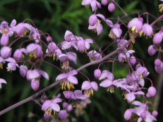 Thalictrum delavayi