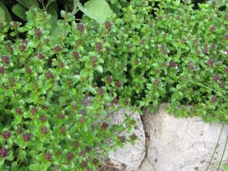 Thymus vulgaris x pulegioides  'Tabor'