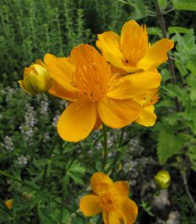 Trollius chinensis 'Goldkönigin'