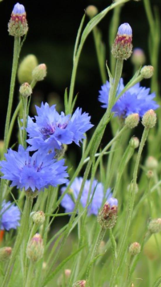 Schmuckbild Wiesenblumen