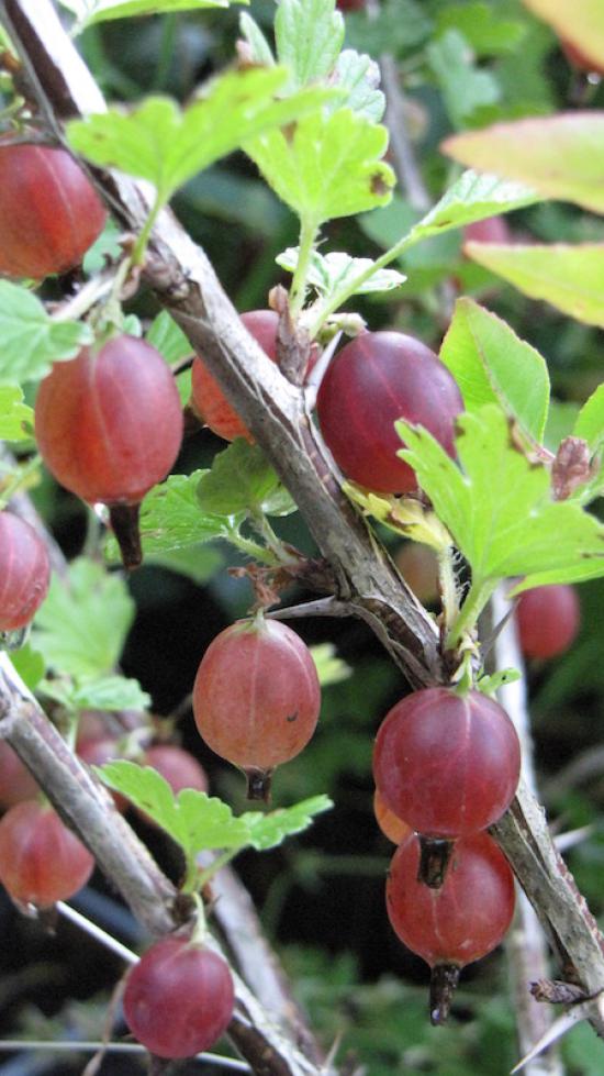 Ribes uva crispa